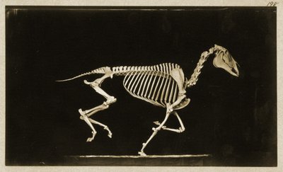 Scheletro di un cavallo in corsa da Eadweard Muybridge